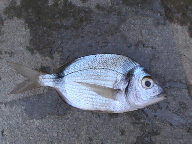 capturi grecia  - pic3490.JPG